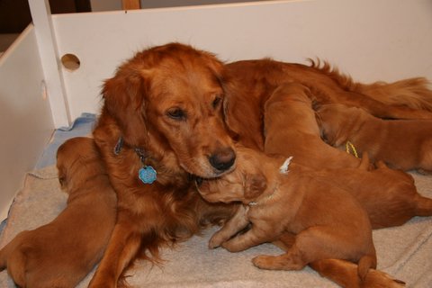 Hilfy with her August 2006 puppies