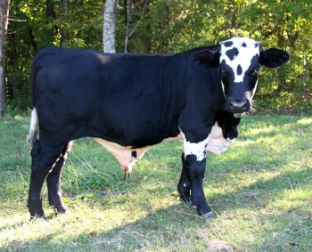 2x bull, 6 months