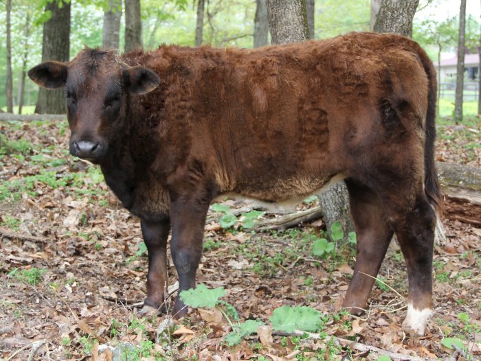 PB heifer, 6 months