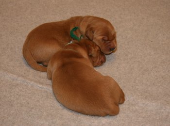 2 puppies sleeping