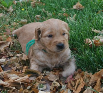 puppy in leaves