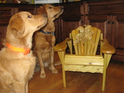 dogs sniffing a chair