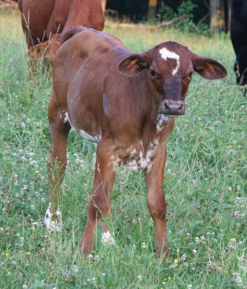 PB heifer, 2 1/2 months