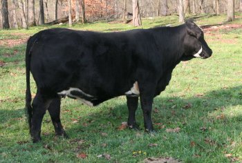 2x black cow, 2.5 years