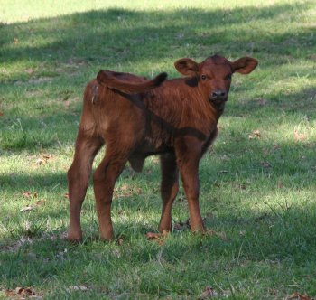 PB heifer, 4 weeks