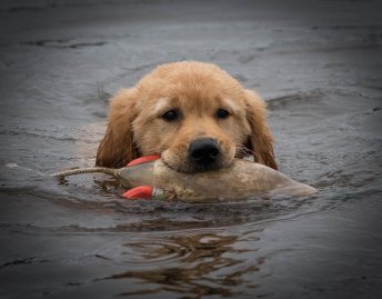 Jake in the water