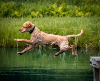 Jake in flight