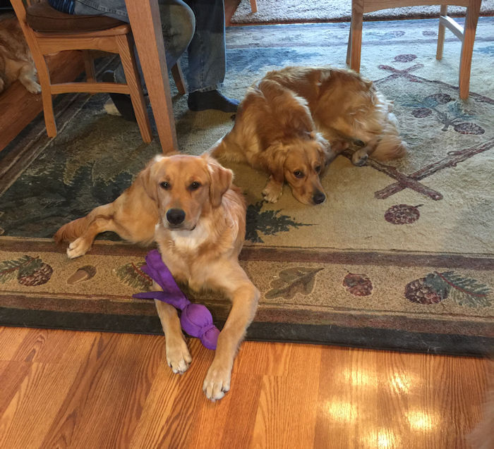 Jake (under the table) with full brother Jesse at home, summer 2018