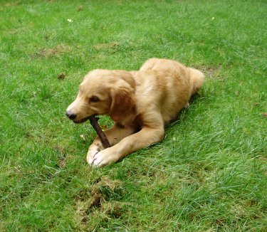 puppy with stick