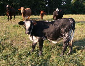 2x heifer, 4 months