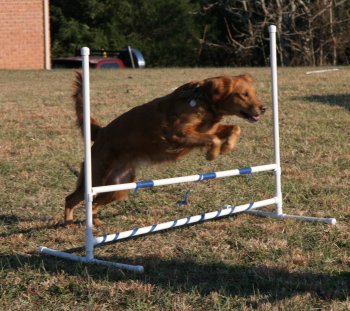 Hilfy jumping a hurdle