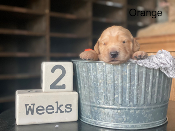 puppy at 2 weeks