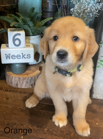 puppy at 6 weeks