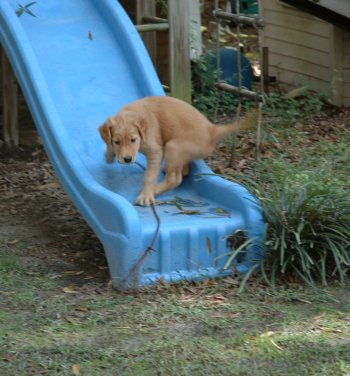 puppy on slide