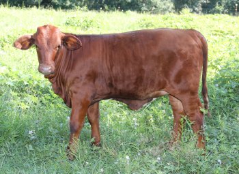 PB heifer, 5.5 months