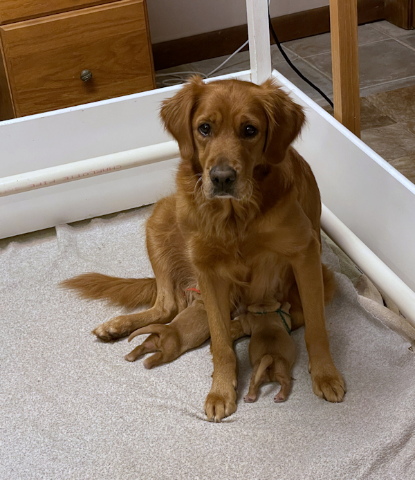 Zoey with her 3-day old puppies, 12/31/21