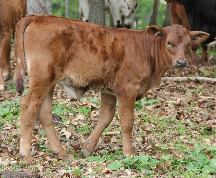 PB heifer, 2 months