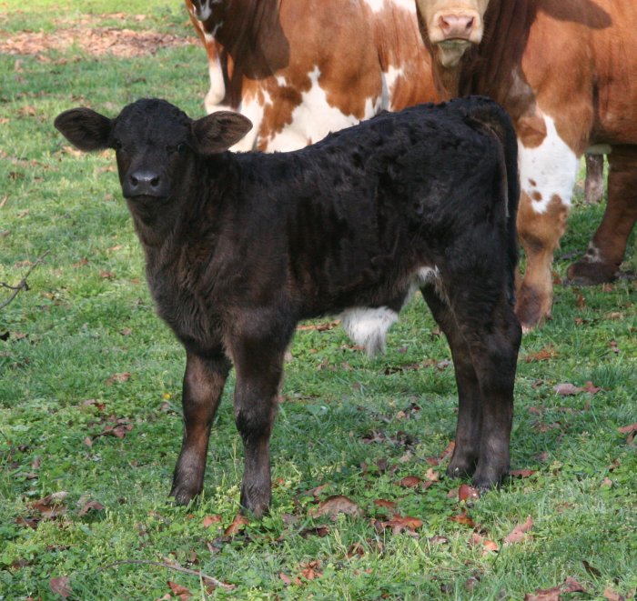 purebred bull, 2 weeks