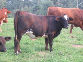 2nd Cross Beefmaster