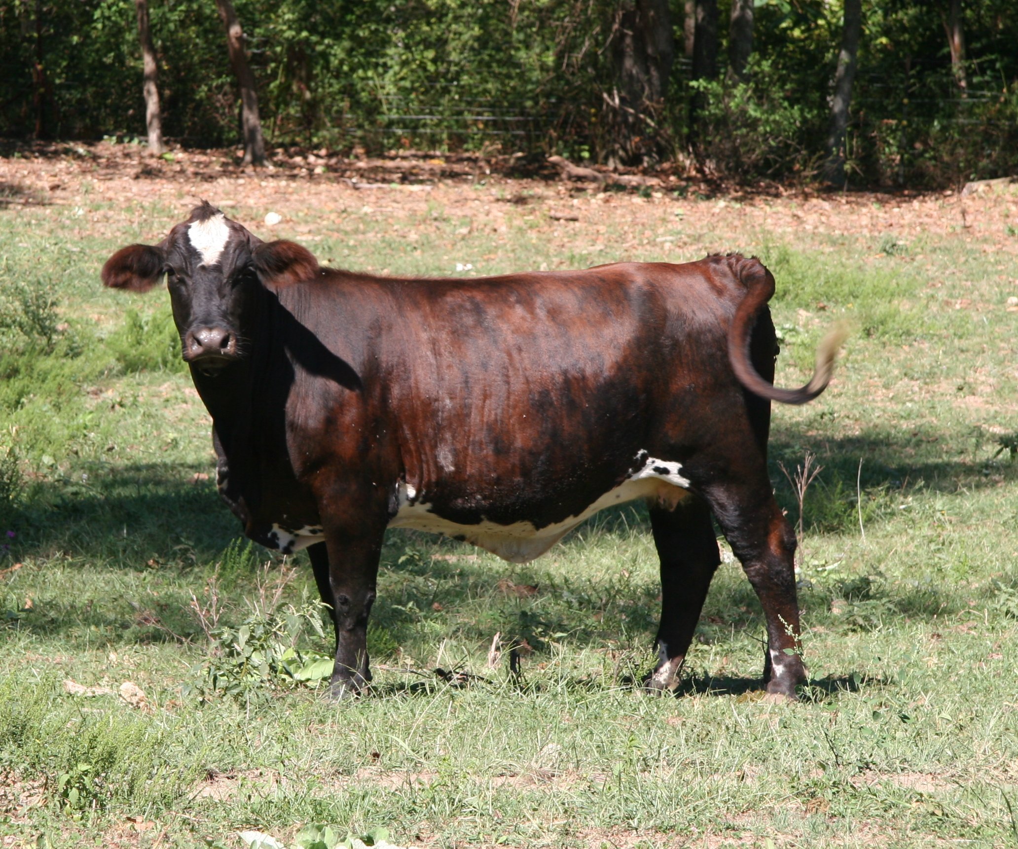 2X Cow