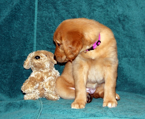 Missy J at 7 weeks old alt=