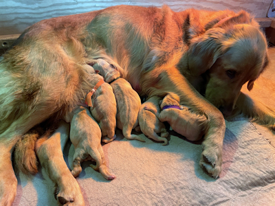 Missy J with her puppies, July 2021