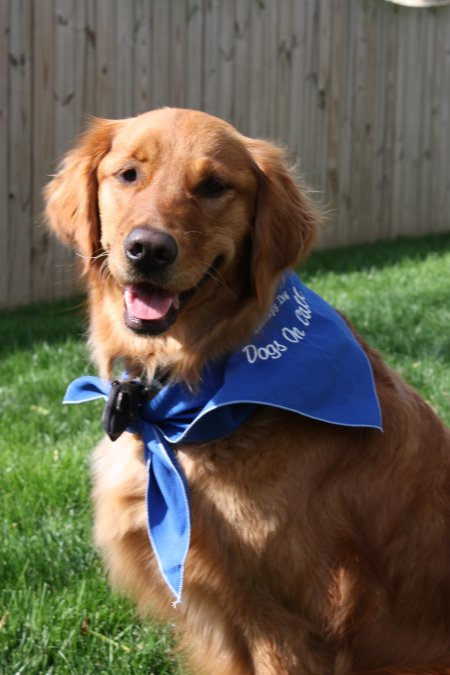 Mona's official therapy dog picture, Spring 2011