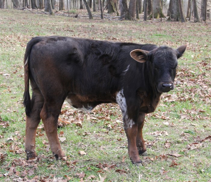PB heifer, 3 months