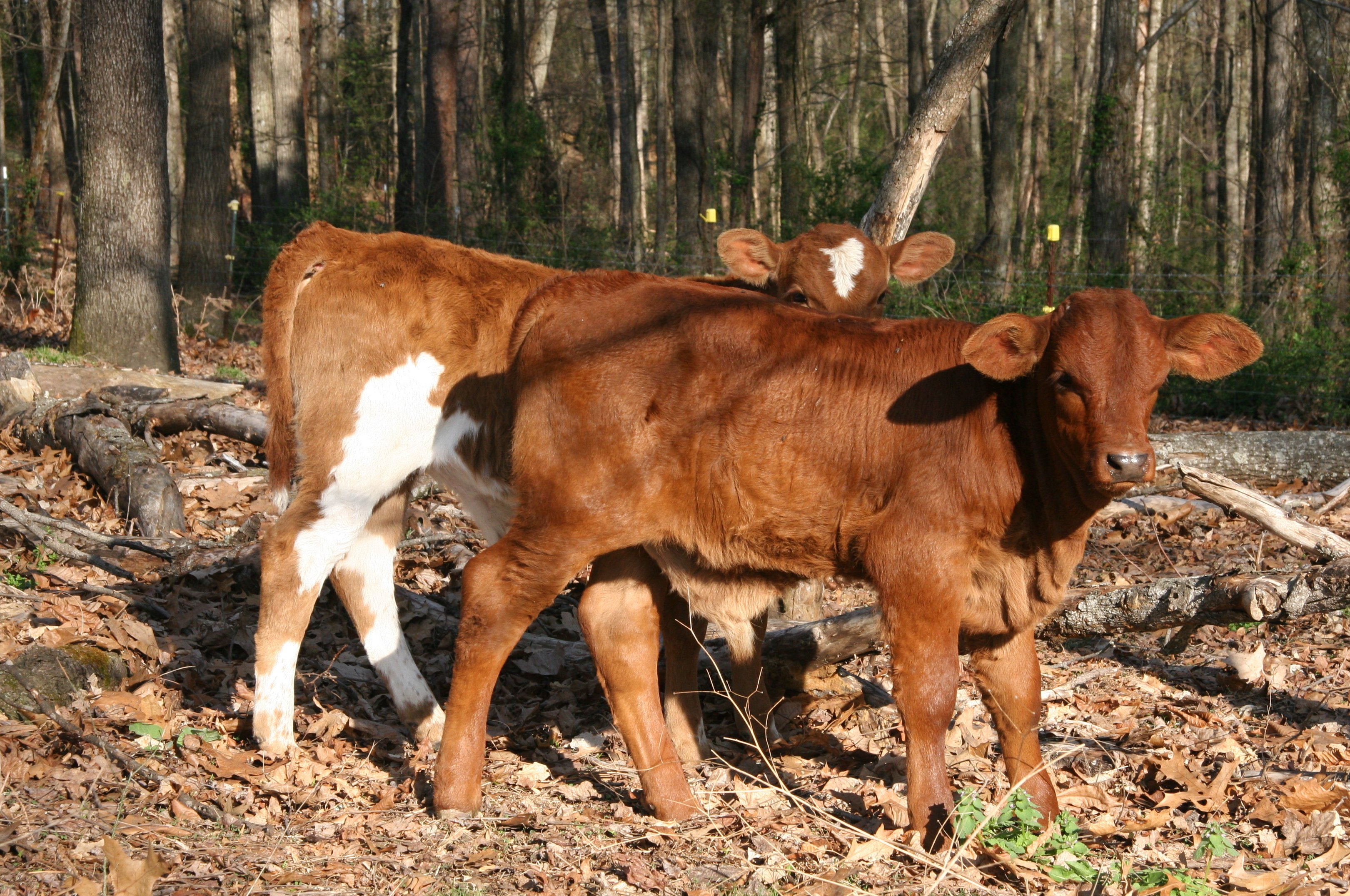 1-month bull calf