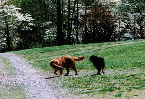 Fun and Games with Lucky, 1996