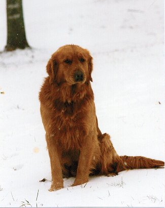 Omega in snow, 1997