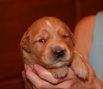 puppy, 2 weeks