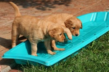 Puppies checking out the wading pool