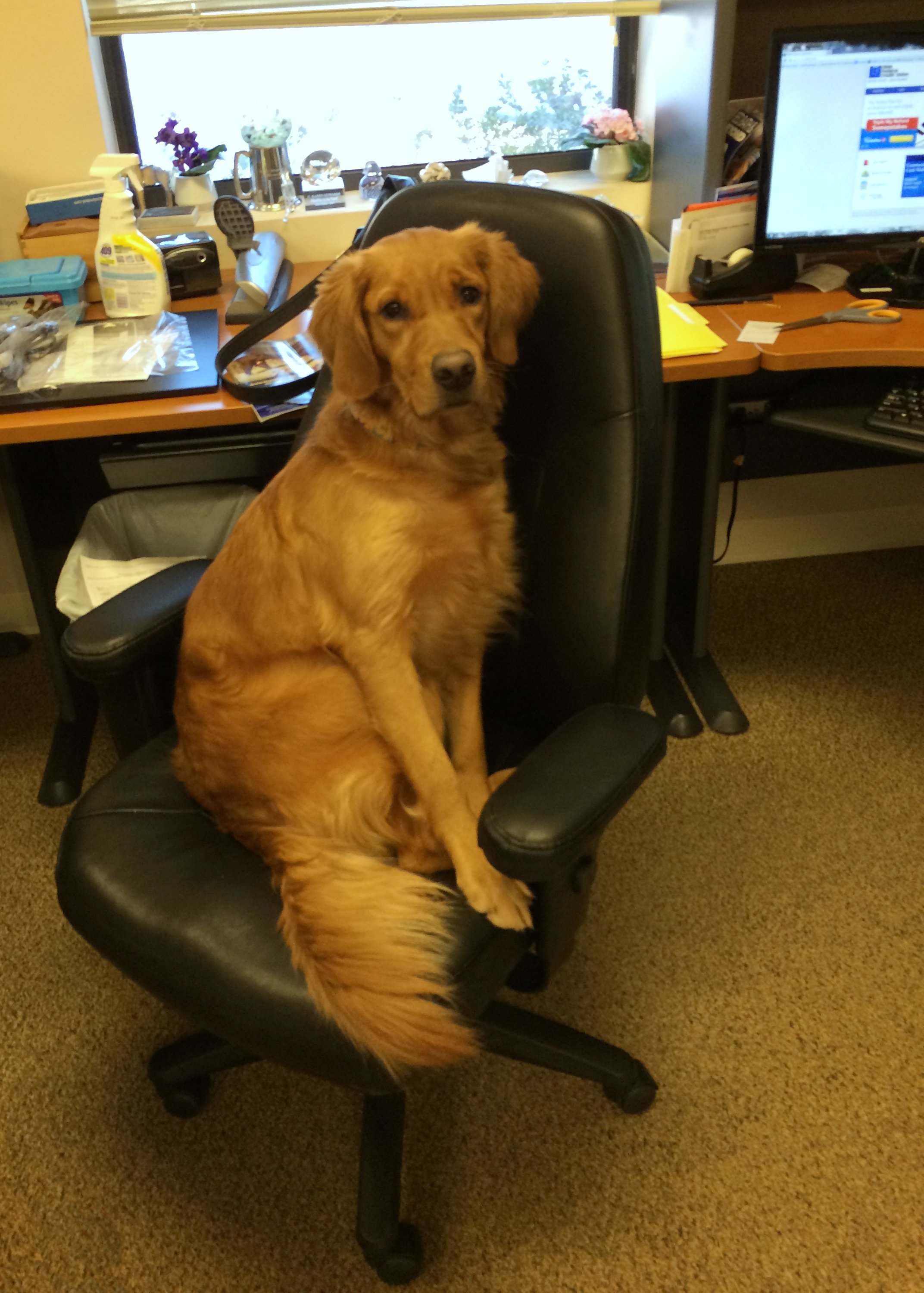 Dog in office chair