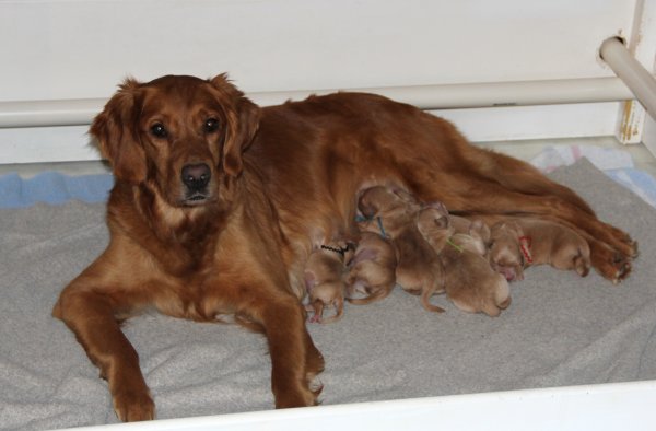 Panda's newborn puppies