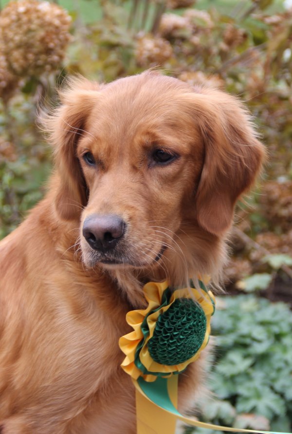 Panda with her WCX Rosette