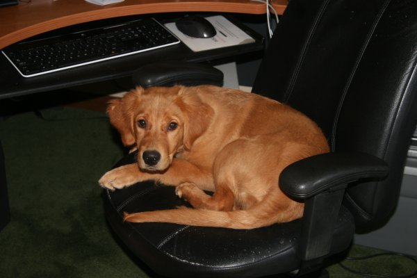 puppy in chair