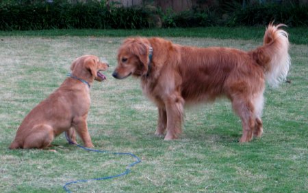 The Walker's two Goldens