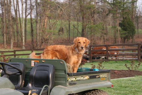 Penny in the Gator