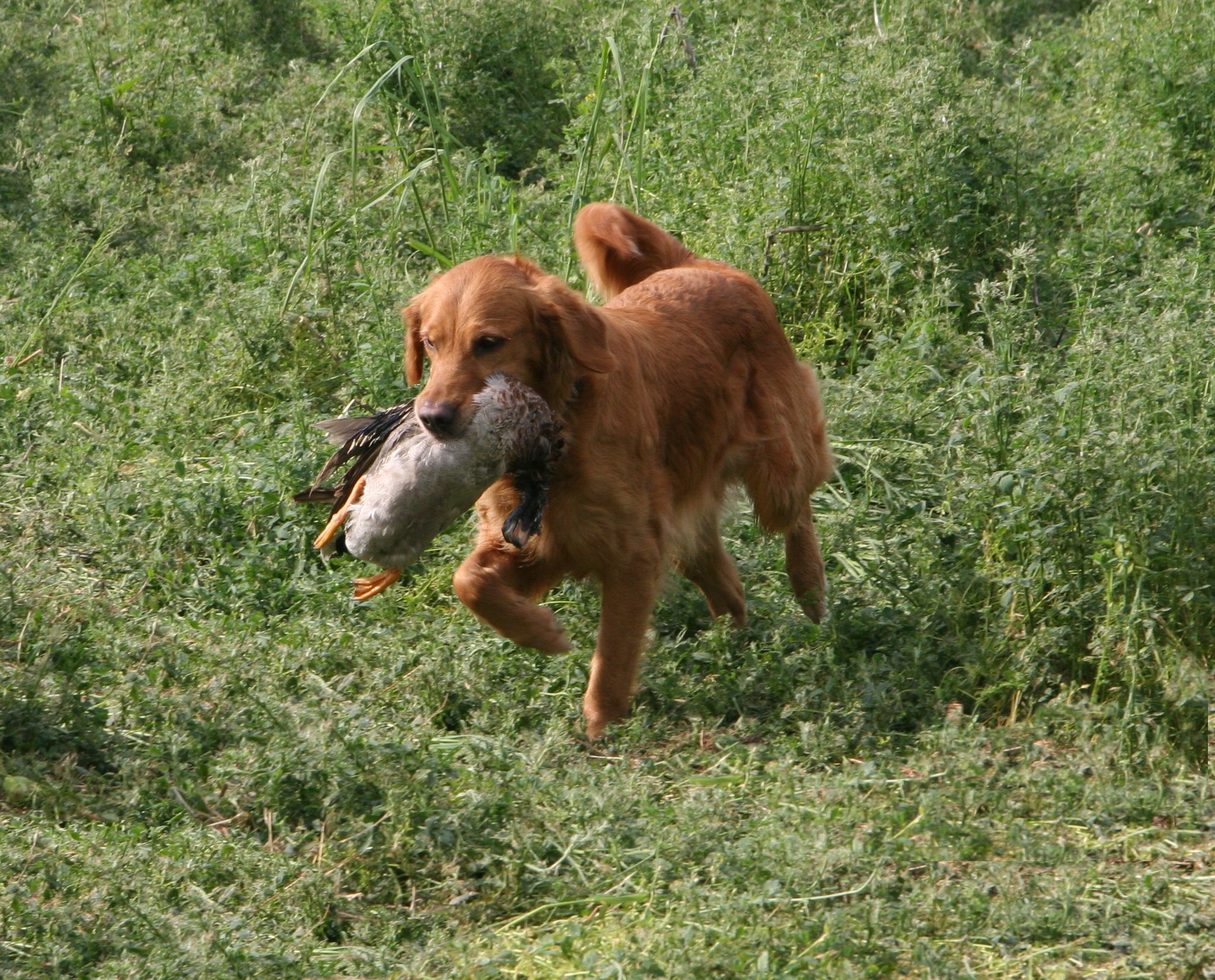 Penny retrieving