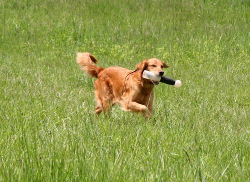 Penny with duck