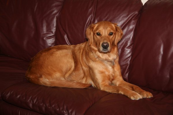 Penny on the sofa