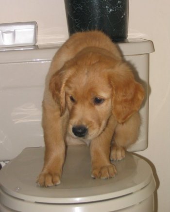 Penny on toilet seat