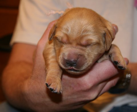 5-day old puppy