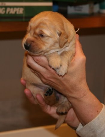 10-day old puppy