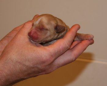 day old puppy
