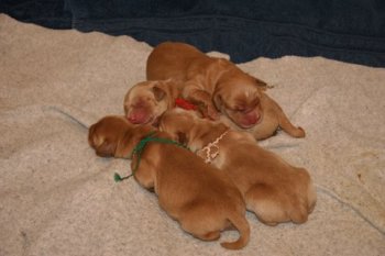 12 hour-old puppies