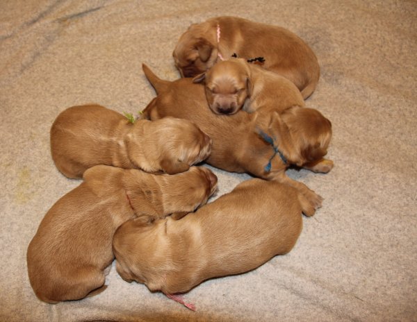 Week old puppies