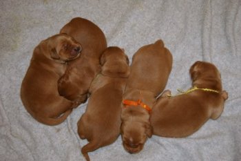 Image result for 23 Of The Comfiest Puppy Piles Ever