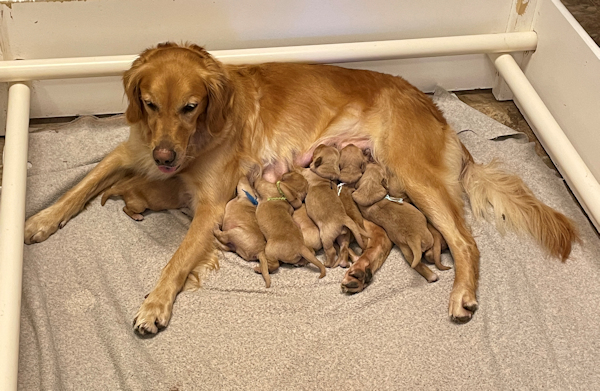 litter at 5 days